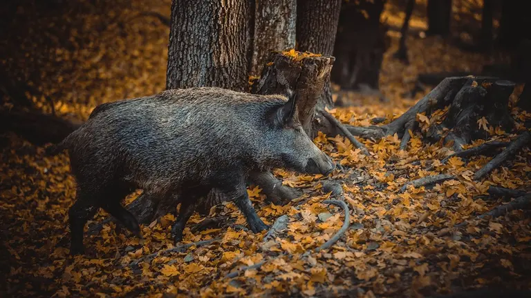 Imagen de archivo de un jabalí en el bosque. ARCHIVO