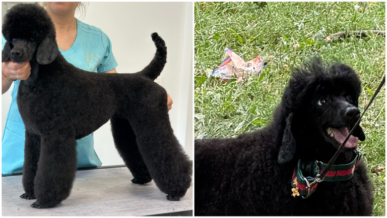 Buscan a &lsquo;Nina&rsquo;, una caniche negra desaparecida en la zona del Camino de Santiago en Navarra.