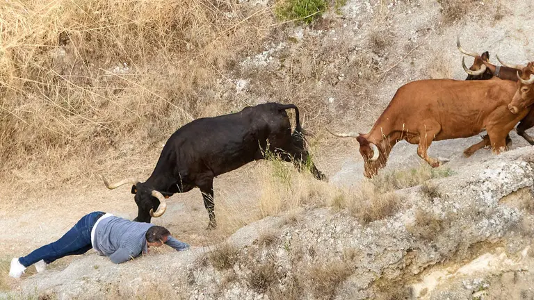 Segundo encierro del Pil&oacute;n en las fiestas de Falces de 2025 con vacas de la ganader&iacute;a de Jos&eacute; M&ordm; Go&ntilde;i de Falces. I&Ntilde;IGO ALZUGARAY