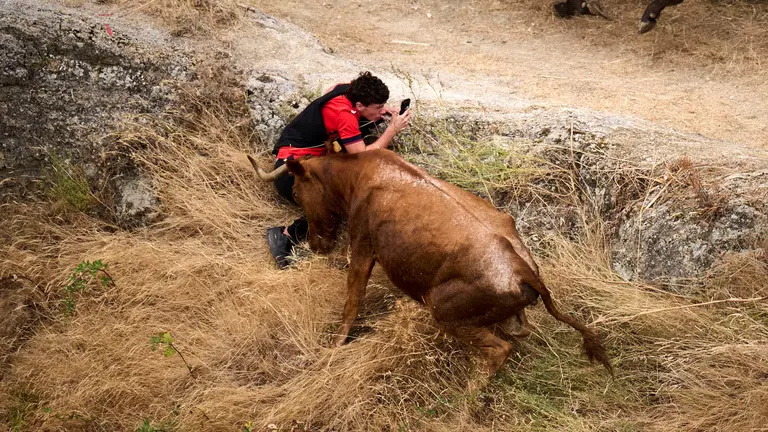 Tercer encierro del Pil&oacute;n en las fiestas de Falces de 2025 con vacas de la ganader&iacute;a de Teodoro Vergara de Falces. PABLO LASAOSA