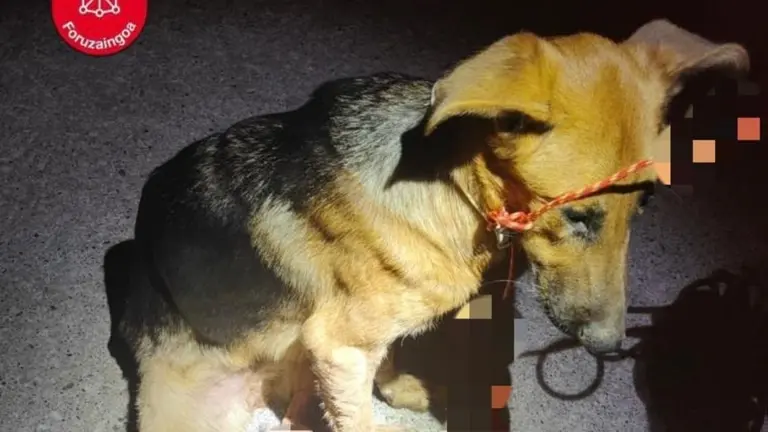 Imagen del animal al ser localizado.