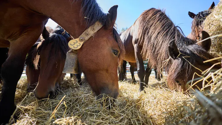 Feria de ganado Autentika de razas aut&oacute;ctonas navarras en el parque de la Runa de Pamplona. I&Ntilde;IGO ALZUGARAY