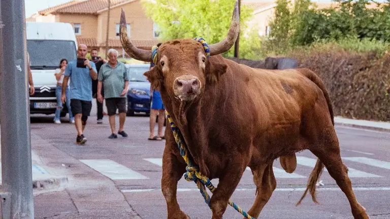 Grandioso, el toro de Miguel reta que sali&oacute; a las calles de Yuncos. Toro Enmaromado Yuncos