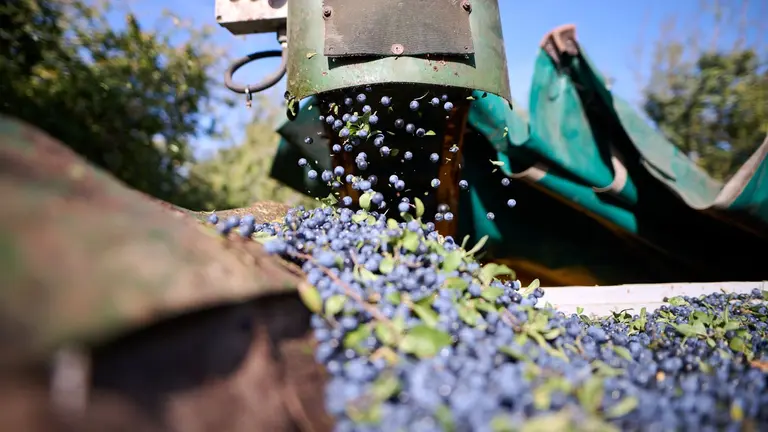 Un momento de la recolecci&oacute;n de endrinas. CEDIDA