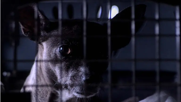 Un perro en una jaula en una imagen de archivo.