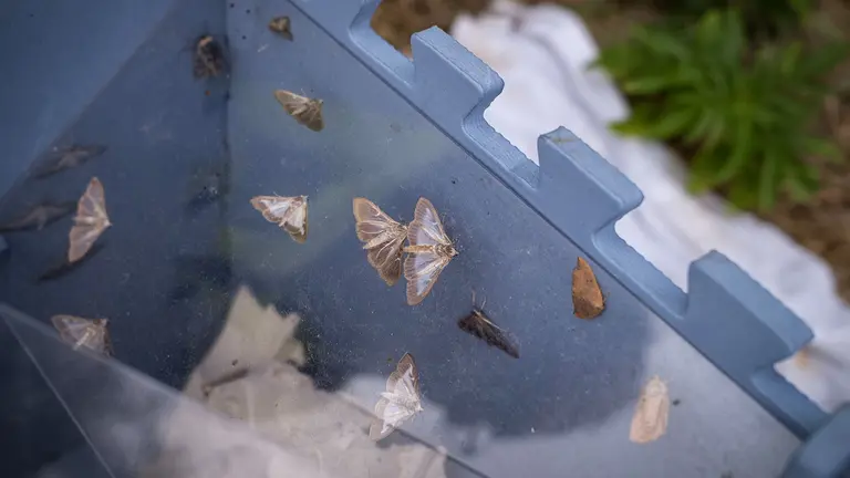 Imagen de varias mariposas capturadas. MANCOMUNIDAD DE LA COMARCA DE PAMPLONA
