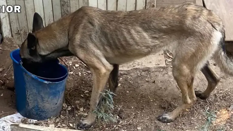 Imagen de uno de los perros rescatados en Estella. GUARDIA CIVIL