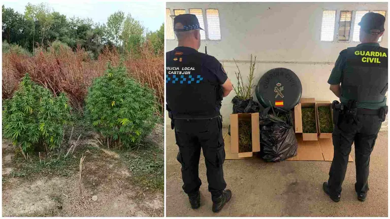 Dos de las 11 plantas halladas junto al r&iacute;o y sendos agentes de la Polic&iacute;a Local de Castej&oacute;n y de la Guardia Civil junto a la droga intervenida. GUARDIA CIVIL DE NAVARRA