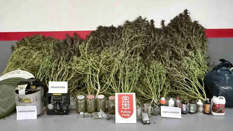 Plantas y herramientas para su cultivo decomisadas en Tafalla. POLIC&Iacute;A FORAL