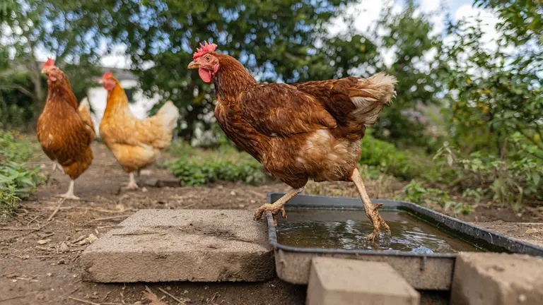 Imagen de archivo de unas gallinas. ARCHIVO