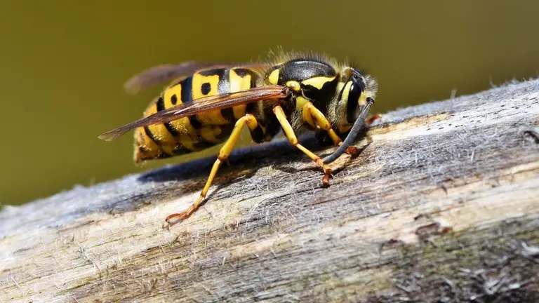 Imagen de archivo de una avispa. ARCHIVO