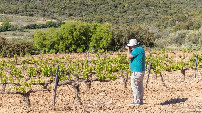 Imagen de un hombre en un vi&ntilde;edo de San Mart&iacute;n de Unx. FRANCIS VAQUERO / TURISMO DE NAVARRA