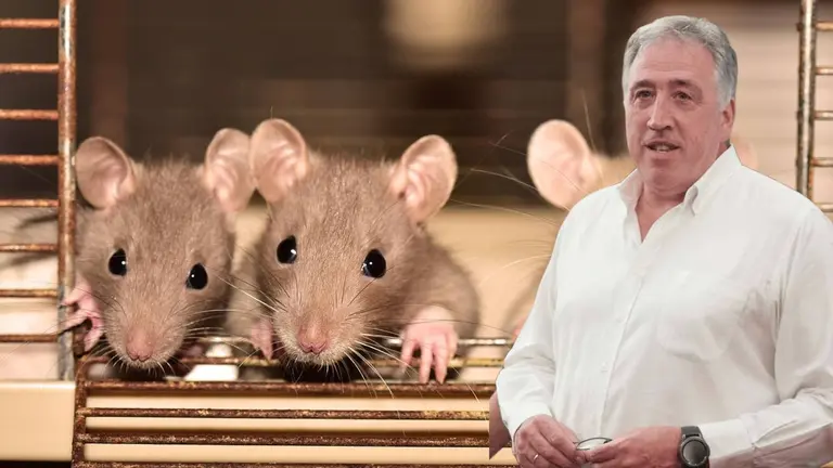 Fotomontaje con una imagen de Joseba Asiron sobre otra de ratas. NAVARRA.COM
