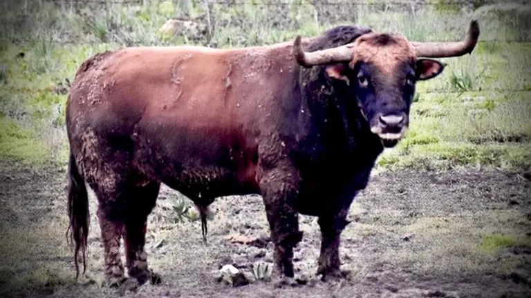 El toro de nombre Cantarillo que correr&aacute; el encierro de San Ferm&iacute;n 2026. La Palmosilla.