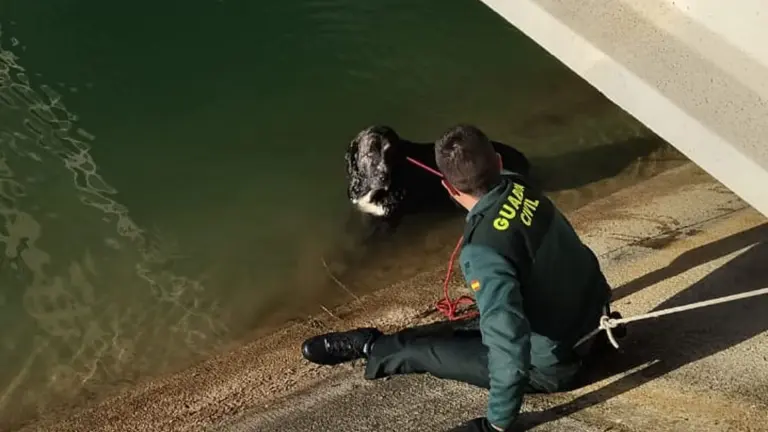 Imagen del rescate del animal. GUARDIA CIVIL