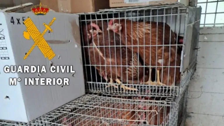 Imagen de las gallinas que eran vendidas sin condiciones sanitarias. GUARDIA CIVIL DE NAVARRA