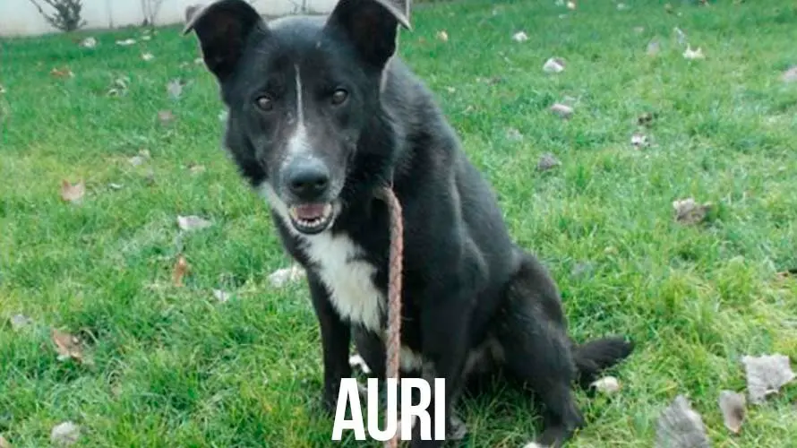 Una a una: las mascotas que esperan un nuevo dueño en la protectora de animales de Pamplona