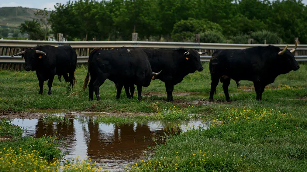 En el campo con los novillos de Pincha para Pamplona: las imágenes en la finca El Ontanal de Lodosa