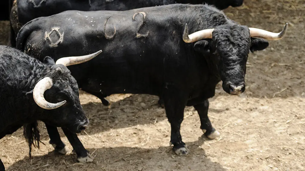 Seria y astifina: la corrida del Puerto de San Lorenzo para el encierro del 7 de julio descansa en el Gas