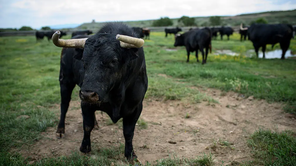 En el campo con los novillos de Pincha para Pamplona: las imágenes en la finca El Ontanal de Lodosa