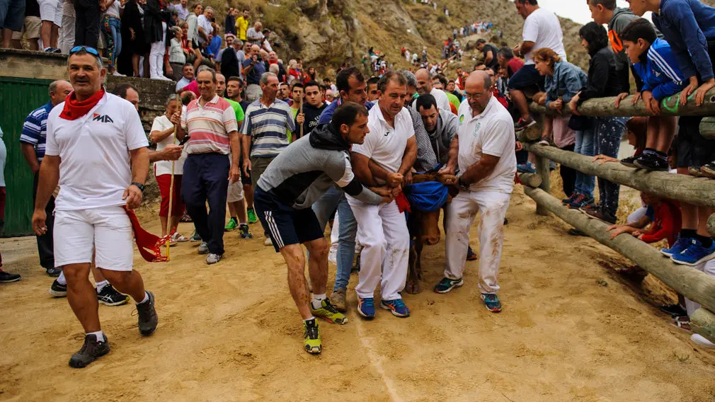 [GALERÍA] La vaca que no quería poner fin al Pilón de Falces: así se han esforzado los mozos en bajarla