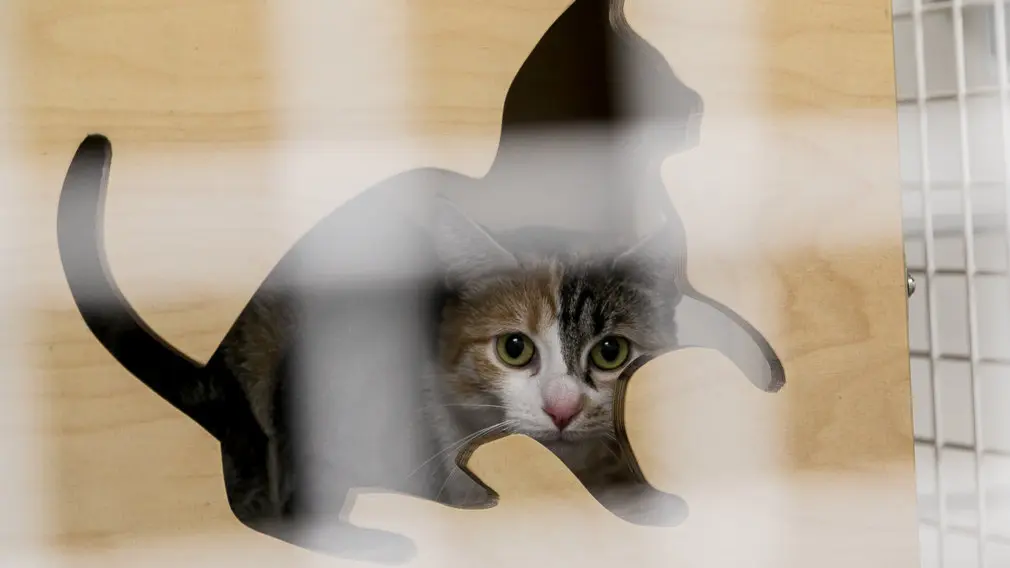 Dieciséis perros y ocho gatos buscan una familia que les adopte y les cuide en Pamplona