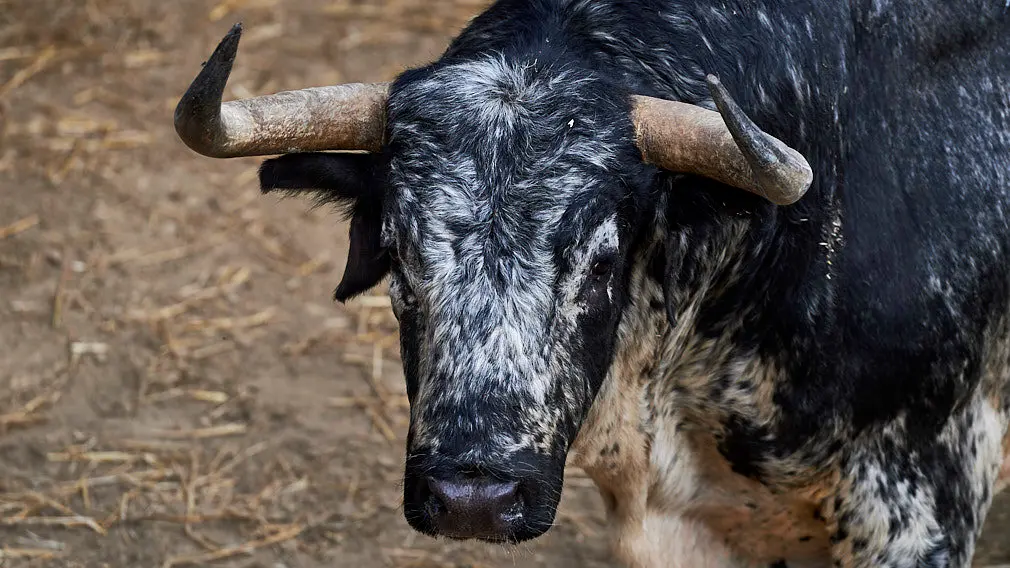 Capas variadas y pitones astifinos: los toros de Cebada Gago para el 8 de julio ya están en la Rochapea