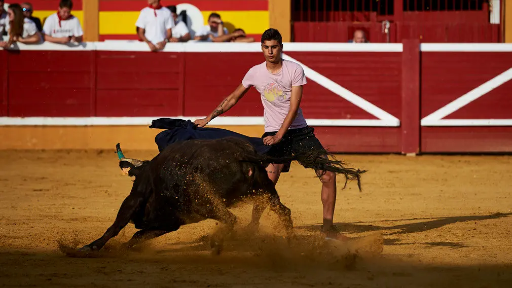 Recortes y quiebros: las vaquillas 'juguetonas' de Fustiñana abren las mañanas taurinas en el coso tudelano