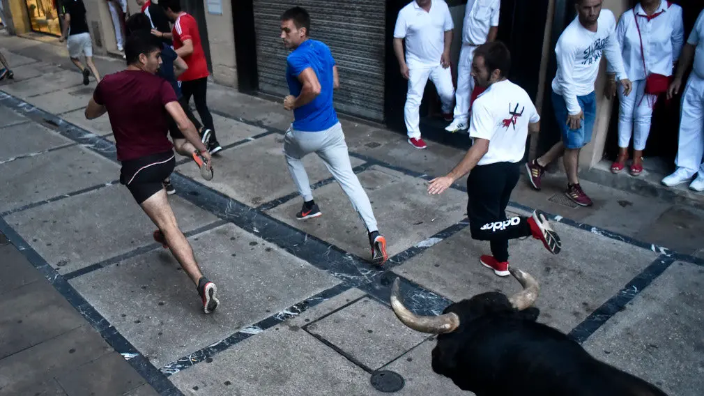 El encierro de novillos de Estella deja emoción tras la cogida a un mozo en el encierrillo previo