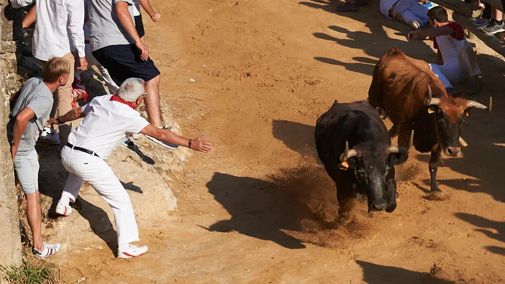 Centellas en el monte de Falces: las vibrantes imágenes del séptimo encierro del Pilón con vacas de Eulogio Mateo
