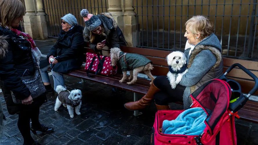 Bendición de animales en la parroquia de San Nicolás por la festividad de San Antón (5). IÑIGO ALZUGARAY