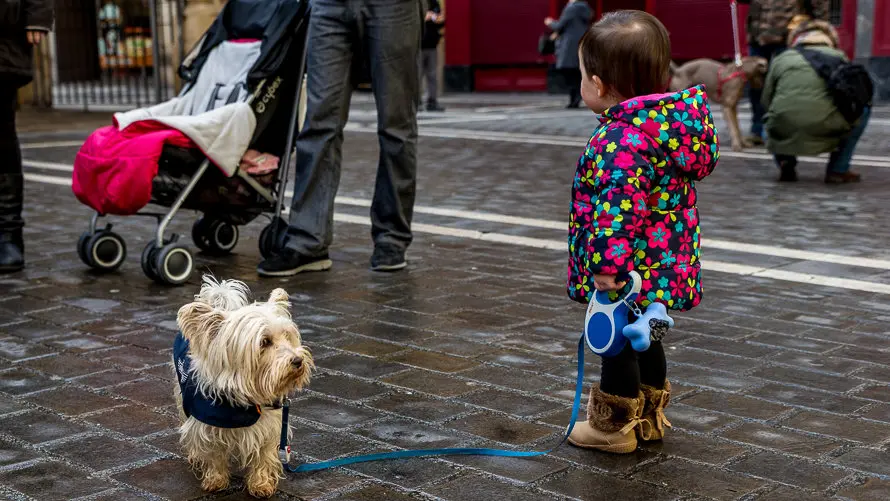 Bendición de animales en la parroquia de San Nicolás por la festividad de San Antón (6). IÑIGO ALZUGARAY