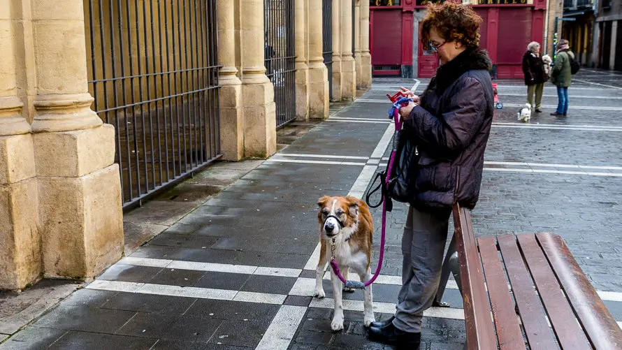 Bendición de animales en la parroquia de San Nicolás por la festividad de San Antón (8). IÑIGO ALZUGARAY
