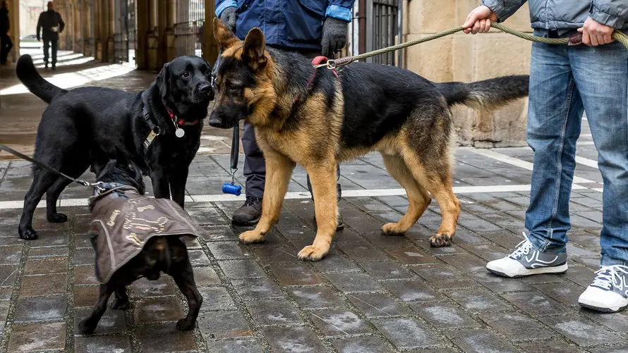 Bendición de animales en la parroquia de San Nicolás por la festividad de San Antón (11). IÑIGO ALZUGARAY