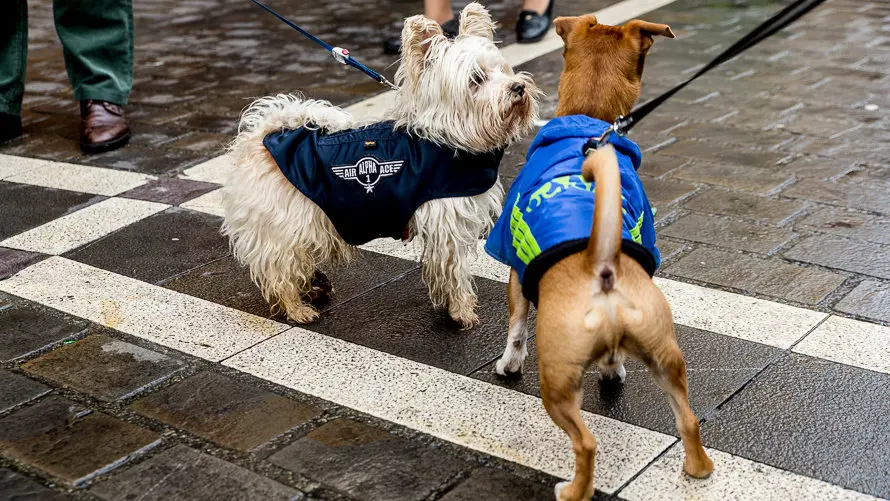 Bendición de animales en la parroquia de San Nicolás por la festividad de San Antón (13). IÑIGO ALZUGARAY