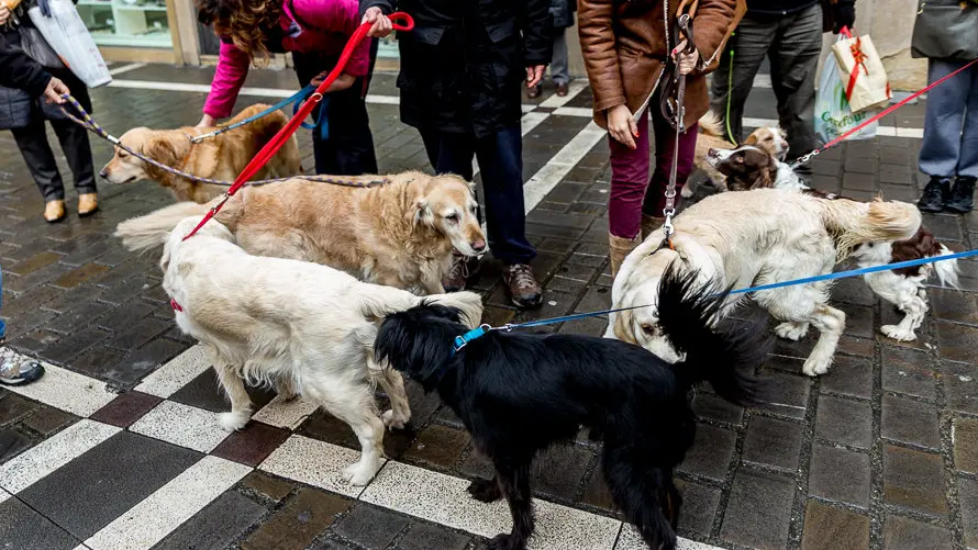 Bendición de animales en la parroquia de San Nicolás por la festividad de San Antón (20). IÑIGO ALZUGARAY