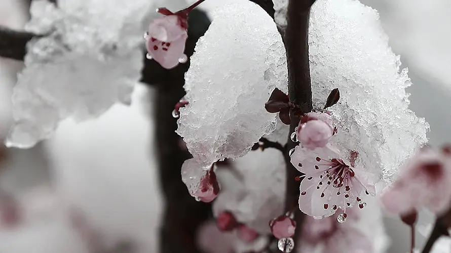 GRA061. PAMPLONA, 10/03/2016.- Una capa de nieve cubre las hojas de un cerezo, ya en flor, en una jornada en la que la nieve ha vuelto a hacer acto de presencia en Navarra donde se han alcanzado espesores de 10 cm en la capital y se espera que sean mas de 40 cm en el pirineo navarro. EFE/esús Diges EFE/Jesús Diges
