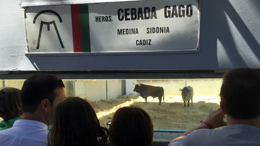 Cientos de personas han acudido a los corrales del Gas de Pamplona para ver los toros de San Fermín.