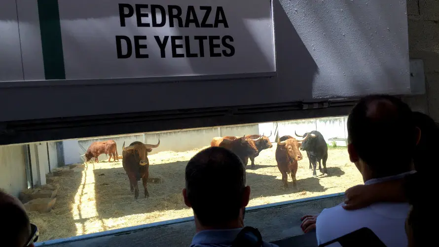 Cientos de personas han acudido a los corrales del Gas de Pamplona para ver los toros de San Fermín.