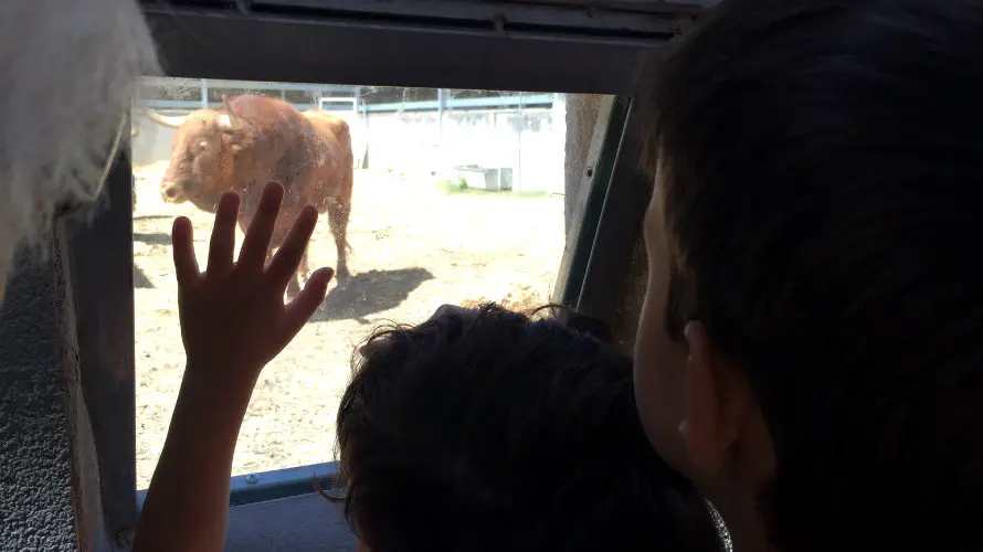 Cientos de personas han acudido a los corrales del Gas de Pamplona para ver los toros de San Fermín.