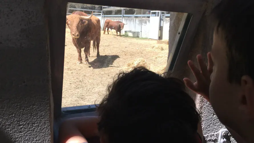 Cientos de personas han acudido a los corrales del Gas de Pamplona para ver los toros de San Fermín.