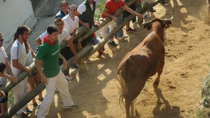 Los mozos corren delante de siete vacas en el tercer descenso y Pilón de Falces. MIGUEL OSÉS