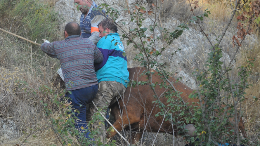 Un equipo de personas rescata a una de las vacas caídas en Falces. MIGUEL OSÉS