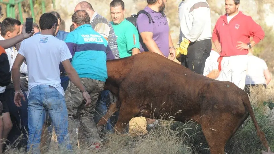 Un equipo de personas rescata a una de las vacas caídas en Falces. MIGUEL OSÉS