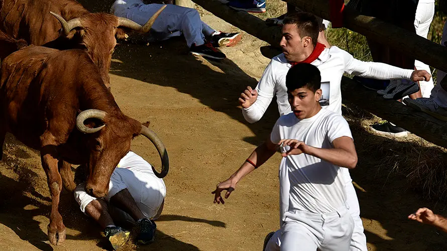 Tercer encierro del Pilón. PABLO LASAOSA 03