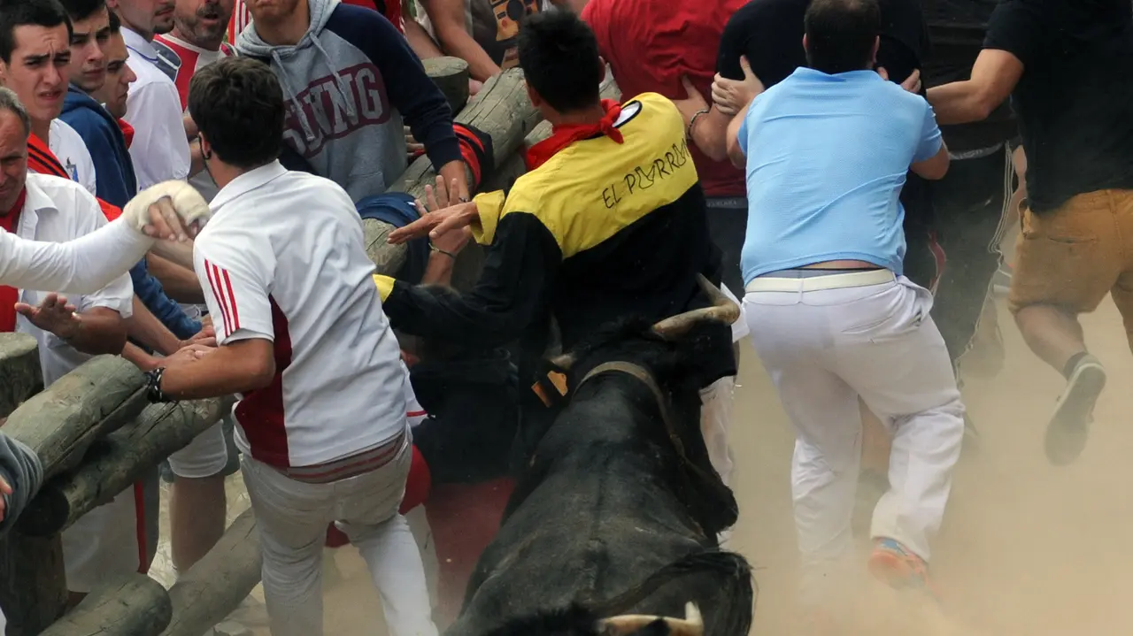 Encierro del Pilón de Falces (M. Osés) (8)