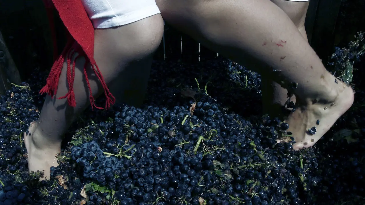 La localidad navarra de Olite acoge hoy la XXVI Fiesta de la Vendimia, marcada por un descenso de la producción y la ausencia de precipitaciones durante el verano, que hace que el estado sanitario de la uva sea "excepcional". EFE/Jesús Diges