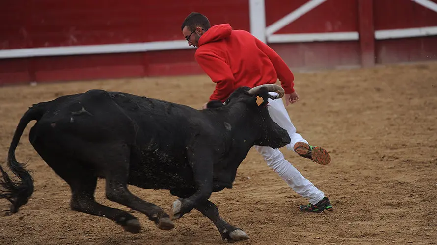 La toros de la ganaderia castellana de Antonio San Roman protagonizan el penultimo encierro de Sangüesa. MIGUEL OSÉS (1)