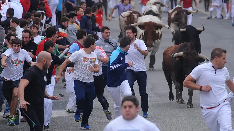La toros de la ganaderia castellana de Antonio San Roman protagonizan el penultimo encierro de Sangüesa. MIGUEL OSÉS (6)