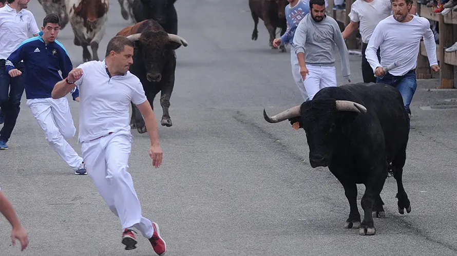 La toros de la ganaderia castellana de Antonio San Roman protagonizan el penultimo encierro de Sangüesa. MIGUEL OSÉS (7)